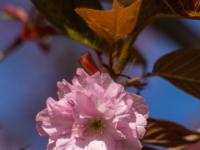 Zierkirsch Blüten